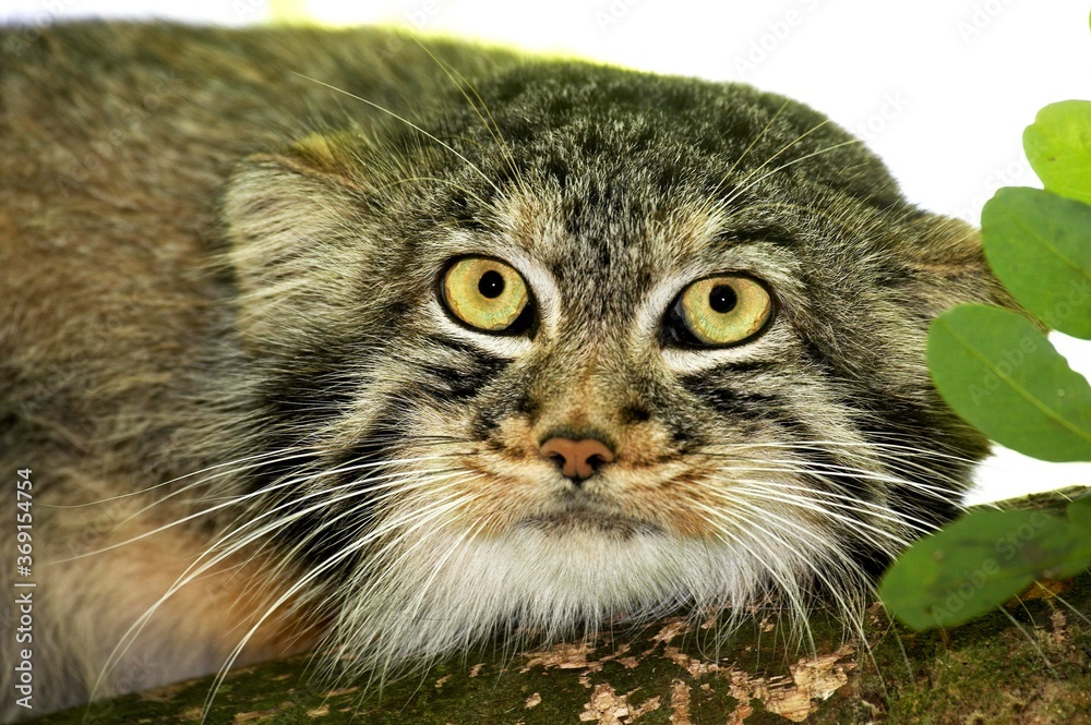 MANUL OR PALLAS'S CAT otocolobus manul, HEAD OF ADULT