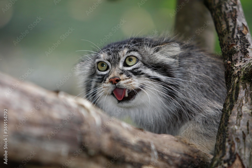 Fototapeta premium MANUL OR PALLAS'S CAT otocolobus manul, ADULTY GROWLING