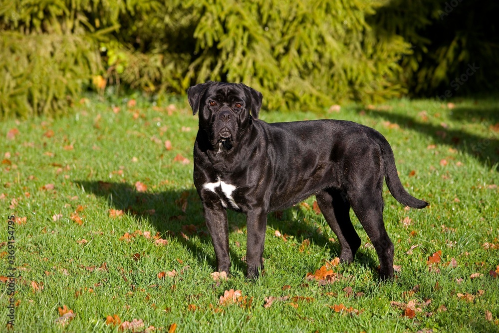 CANE CORSO, A DOG BREED FROM ITALY, ADULT STANDING ON GRASS CANE CORSO, A DOG BREED FROM ITALY, ADULT STANDING ON GRASS