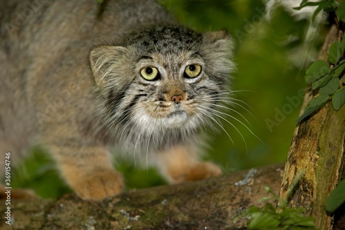 MANUL OR PALLAS'S CAT otocolobus manul, ADULT ON BRANCH