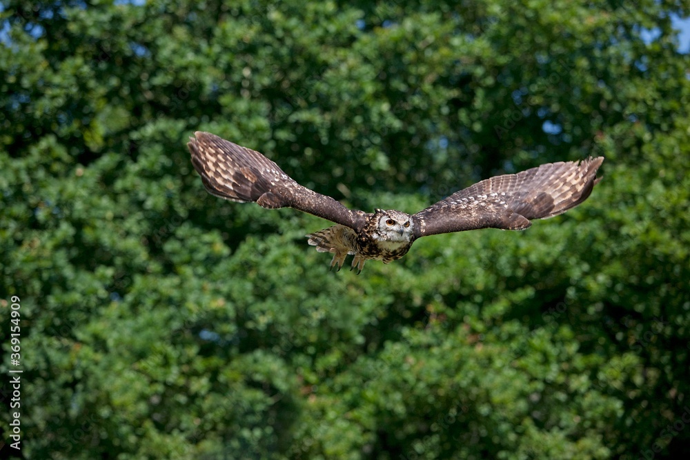 Obraz premium CAPE EAGLE OWL bubo capensis, ADULT IN FLIGHT