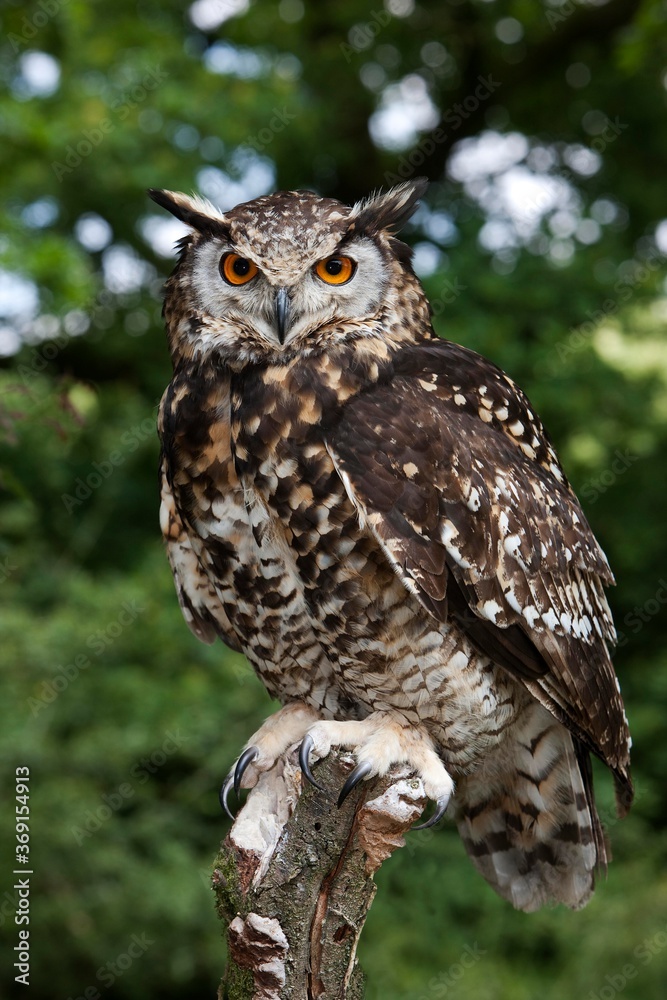 CAPE EAGLE OWL bubo capensis, ADULT PERCHED ON POST CAPE EAGLE OWL bubo capensis, ADULT PERCHED ON POST