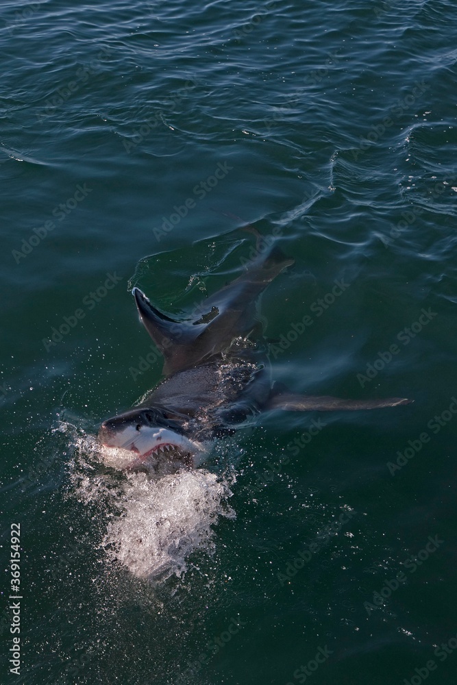 GREAT WHITE SHARK carcharodon carcharias, ADULT ATTACKING WITH OPEN MOUTH, FALSE BAY IN SOUTH AFRICA