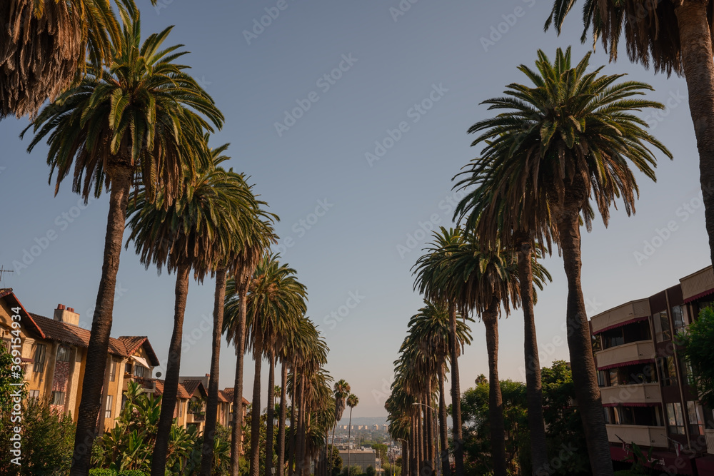 Rows of Round palm trees standing along the street in West Hollywood in California