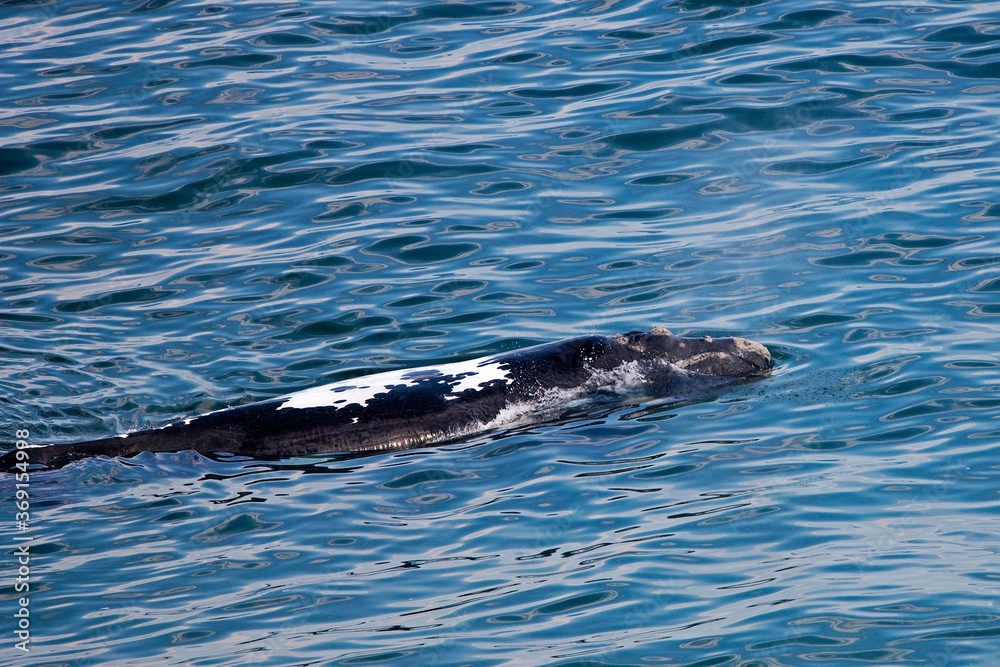 SOUTHERN RIGHT WHALE eubalaena australis NEAR HERMANUS, SOUTH AFRICA SOUTHERN RIGHT WHALE eubalaena australis NEAR HERMANUS, SOUTH AFRICA