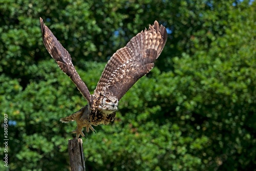 CAPE EAGLE OWL bubo capensis, ADULT TAKING OFF FROM POST