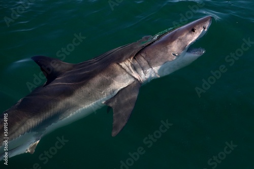 GREAT WHITE SHARK carcharodon carcharias, FALSE BAY IN SOUTH AFRICA © slowmotiongli
