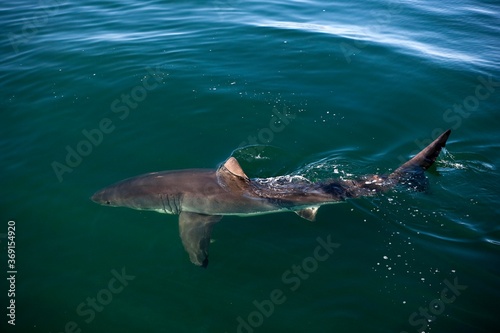 GREAT WHITE SHARK carcharodon carcharias  FALSE BAY IN SOUTH AFRICA