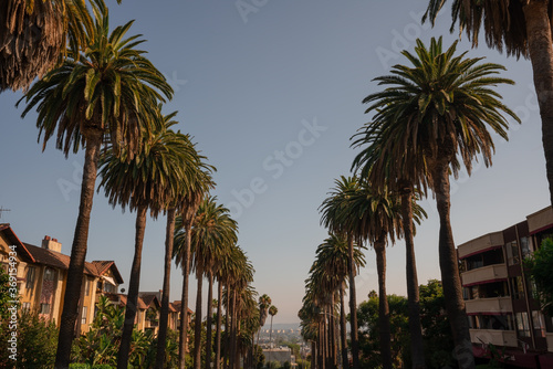 Rows of Round palm trees standing along the street in West Hollywood in California © ADLC