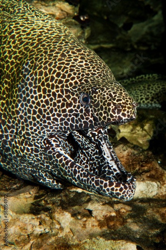 HONEYCOMB MORAY EEL gymnothorax favagineus IN SOUTH AFRICA, ADULT WITH OPENED MOUTH