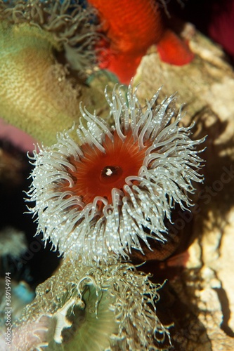 SANDY ANEMONE aulactinia reynaudi IN SOUTH AFRICA photo