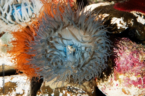 SANDY ANEMONE aulactinia reynaudi IN SOUTH AFRICA photo