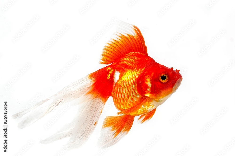 Fototapeta premium Ryukin Goldfish, carassius auratus, Adult Against White Background
