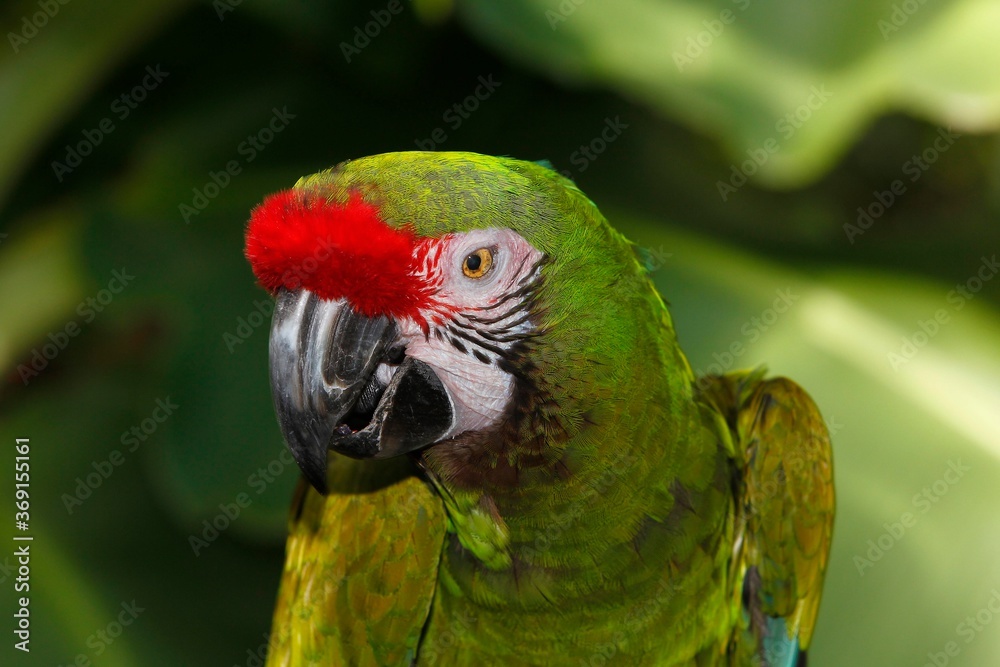 Military Macaw, ara militaris, Portrait of Adult Military Macaw, ara militaris, Portrait of Adult