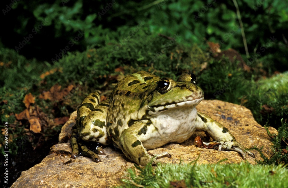 EDIBLE FROG OR GREEN FROG rana esculenta, ADULT STANDING ON ROCK, FRANCE EDIBLE FROG OR GREEN FROG rana esculenta, ADULT STANDING ON ROCK, FRANCE