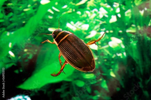 Great Diving Beetle, dytiscus marginalis, Adult standing in Water, Normandy photo