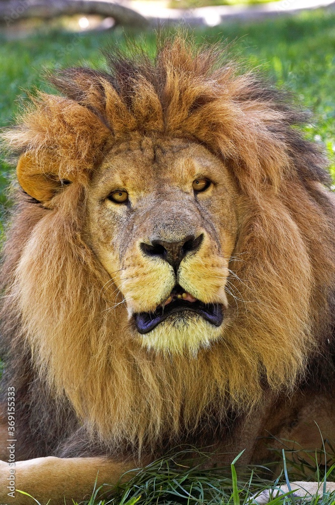 AFRICAN LION panthera leo, PORTRAIT OF MALE AFRICAN LION panthera leo, PORTRAIT OF MALE