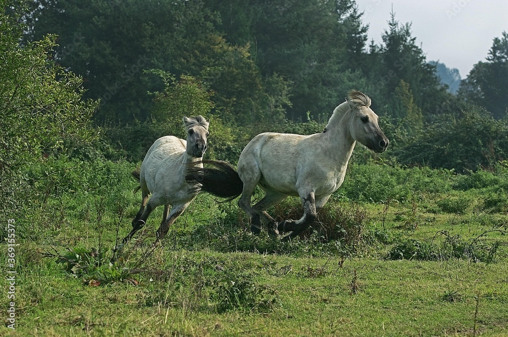 Naklejka premium NORWEGIAN FJORD HORSE, ADULTS GALLOPING THROUGH MEADOW