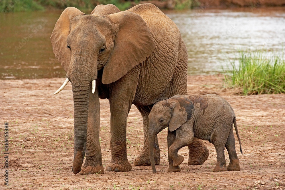 AFRICAN ELEPHANT loxodonta africana, MOTHER WITH BABY, MASAI MARA PARK IN KENYA