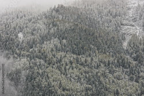 winter forest in heavy snow