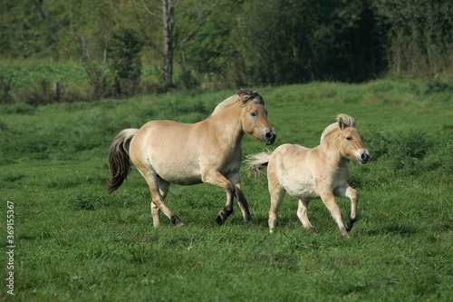 NORWEGIAN FJORD HORSE  MARE WITH FOAL TROTTING THROUGH MEADOW