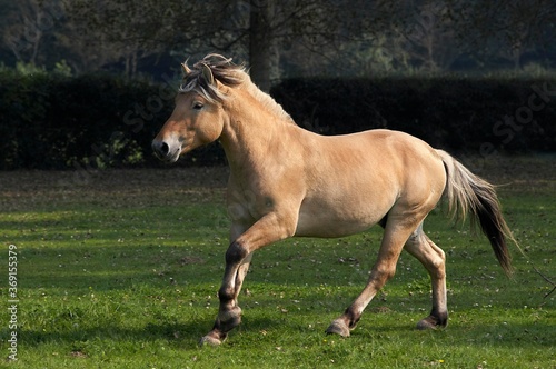 NORWEGIAN FJORD HORSE, STALLION