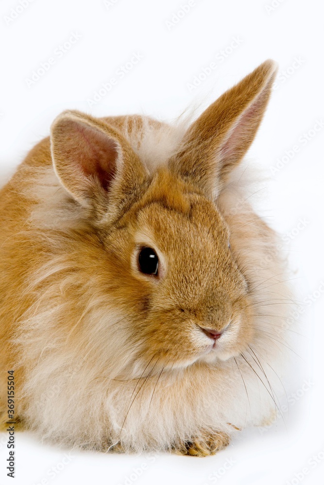 RED DWARF RABBIT AGAINST WHITE BACKGROUND RED DWARF RABBIT AGAINST WHITE BACKGROUND