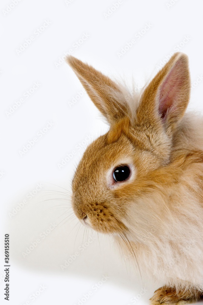 Fototapeta premium RED DWARF RABBIT AGAINST WHITE BACKGROUND