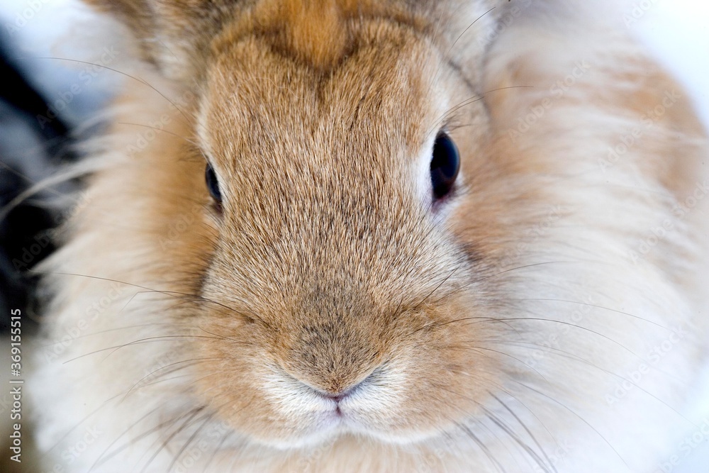 RED DWARF RABBIT, CLOSE-UP OF HEAD RED DWARF RABBIT, CLOSE-UP OF HEAD