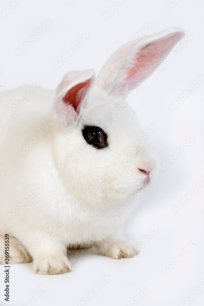 Fototapeta premium HOTOT RABBIT, A FRENCH BREED FROM NORMANDY