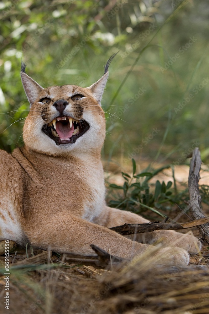 Fototapeta premium CARACAL caracal caracal, ADULT GROWLING, NAMIBIA