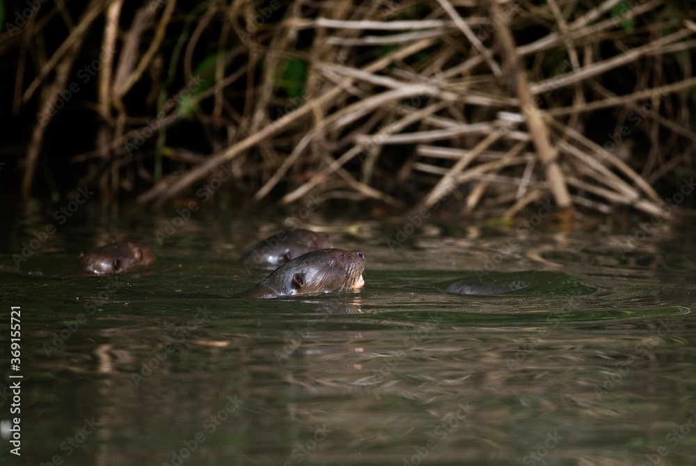 GIANT OTTER pteronura brasiliensis, MANU NATIONAL PARC IN PERU GIANT OTTER pteronura brasiliensis, MANU NATIONAL PARC IN PERU