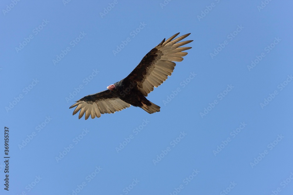 TURKEY VULTURE cathartes aura, ADULT IN FLIGHT, PARACAS NATIONAL PARC IN PERU TURKEY VULTURE cathartes aura, ADULT IN FLIGHT, PARACAS NATIONAL PARC IN PERU
