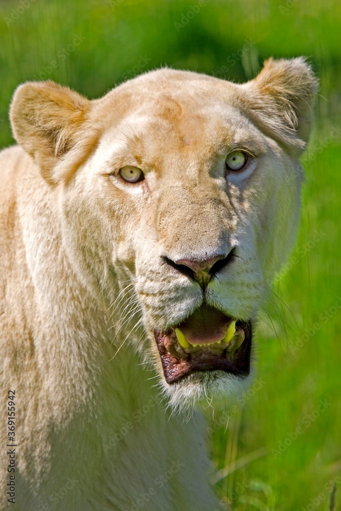 Obraz premium WHITE LION panthera leo krugensis, PORTRAIT OF ADULT FEMALE