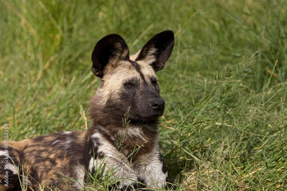 AFRICAN WILD DOG lycaon pictus, ADULT LAYING DOWN ON GRASS, NAMIBIA AFRICAN WILD DOG lycaon pictus, ADULT LAYING DOWN ON GRASS, NAMIBIA