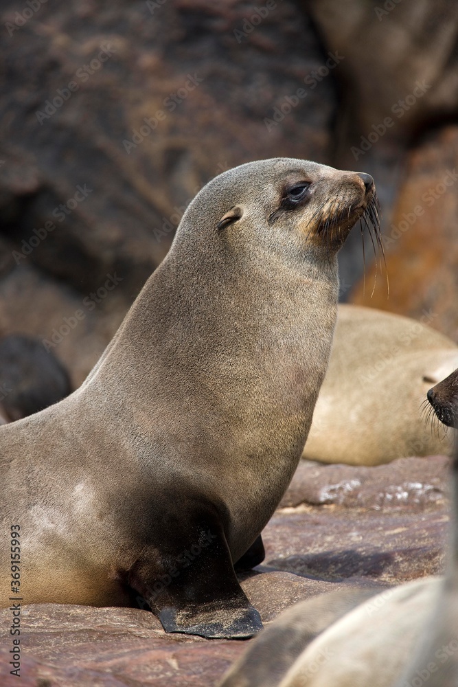SOUTH AFRICAN FUR SEAL arctocephalus pusillus, FEMALE, CAPE CROSS IN NAMIBIA SOUTH AFRICAN FUR SEAL arctocephalus pusillus, FEMALE, CAPE CROSS IN NAMIBIA