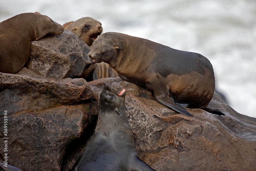 SOUTH AFRICAN FUR SEAL arctocephalus pusillus, FEMALES, TERRITORIAL BEHAVIOR, CAPE CROSS IN NAMIBIA SOUTH AFRICAN FUR SEAL arctocephalus pusillus, FEMALES, TERRITORIAL BEHAVIOR, CAPE CROSS IN NAMIBIA