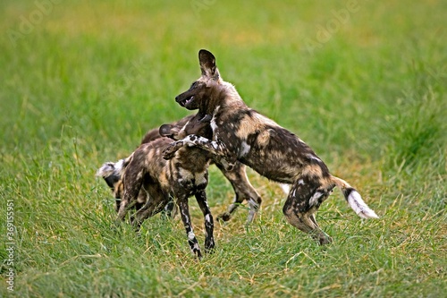 AFRICAN WILD DOG lycaon pictus, PAIR PLAYING, NAMIBIA © slowmotiongli