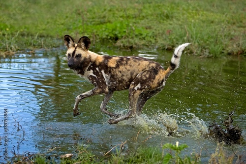 AFRICAN WILD DOG lycaon pictus, ADULT RUNNING THROUGH WATER, NAMIBIA