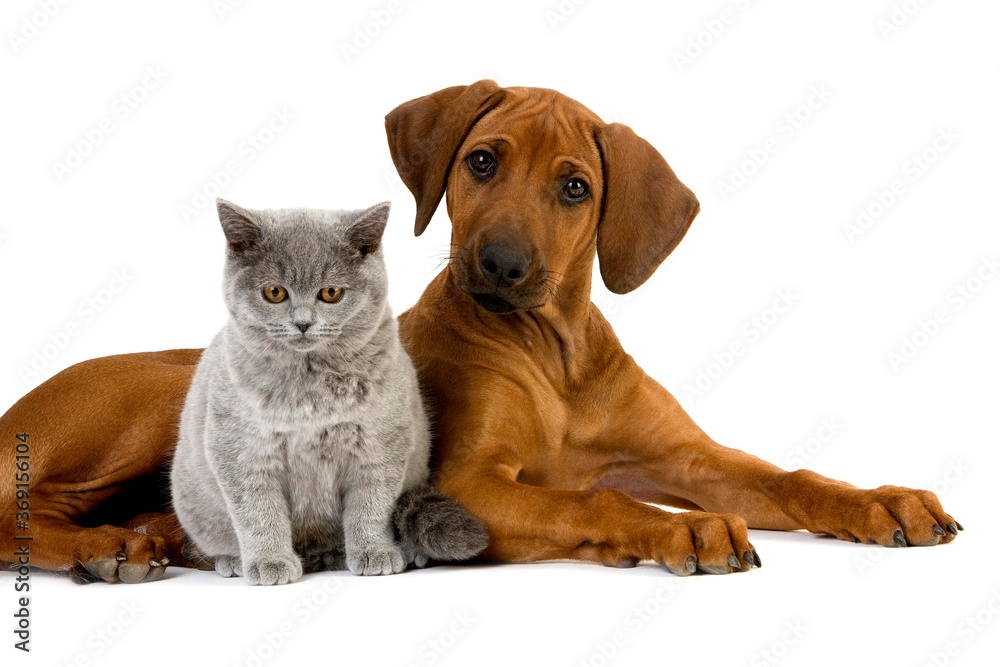 BRITISH SHORTHAIR LILAC MALE CAT AND RHODESIAN RIDGEBACK 3 MONTHS OLD PUPPY