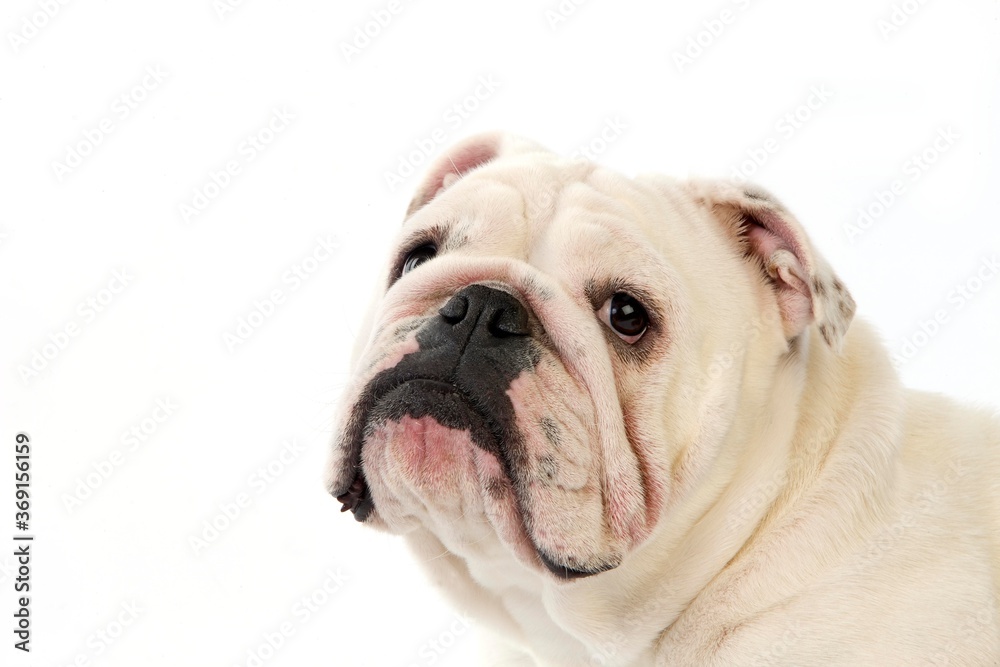 ENGLISH BULLDOG, PORTRAIT OF FEMALE AGAINST WHITE BACKGROUND