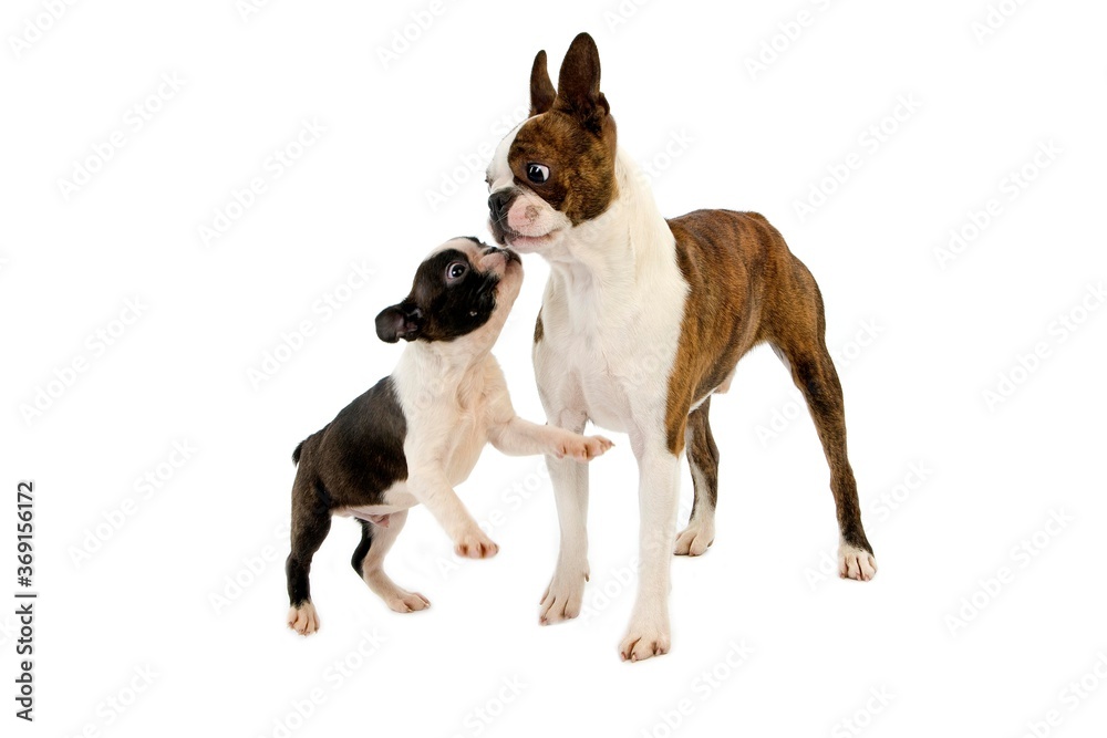 BOSTON TERRIER DOG, MALE WITH PUP AGAINST WHITE BACKGROUND
