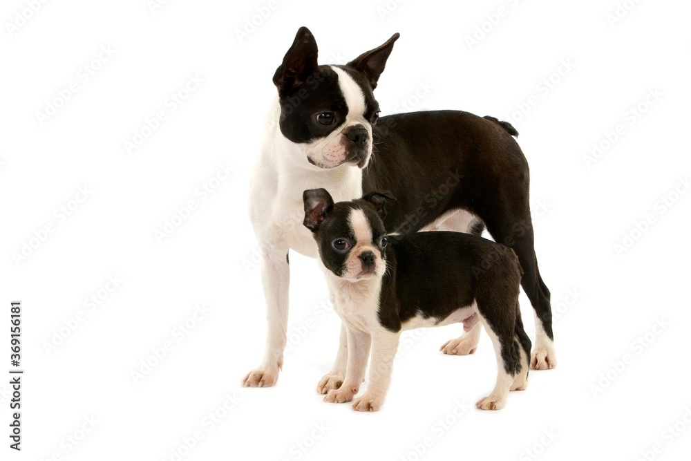 BOSTON TERRIER DOG, FEMALE WITH PUP AGAINST WHITE BACKGROUND