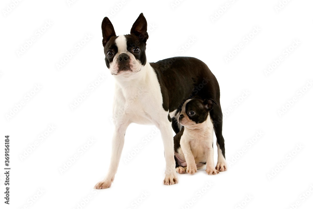 BOSTON TERRIER DOG, FEMALE WITH PUP AGAINST WHITE BACKGROUND