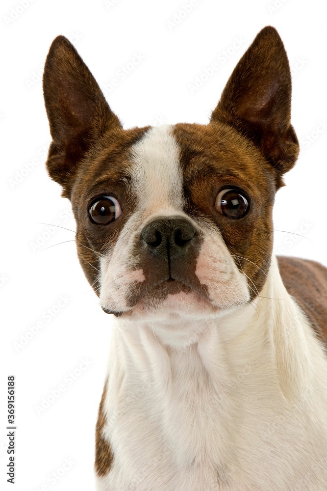 BOSTON TERRIER DOG, PORTRAIT OF ADULT AGAINST WHITE BACKGROUND