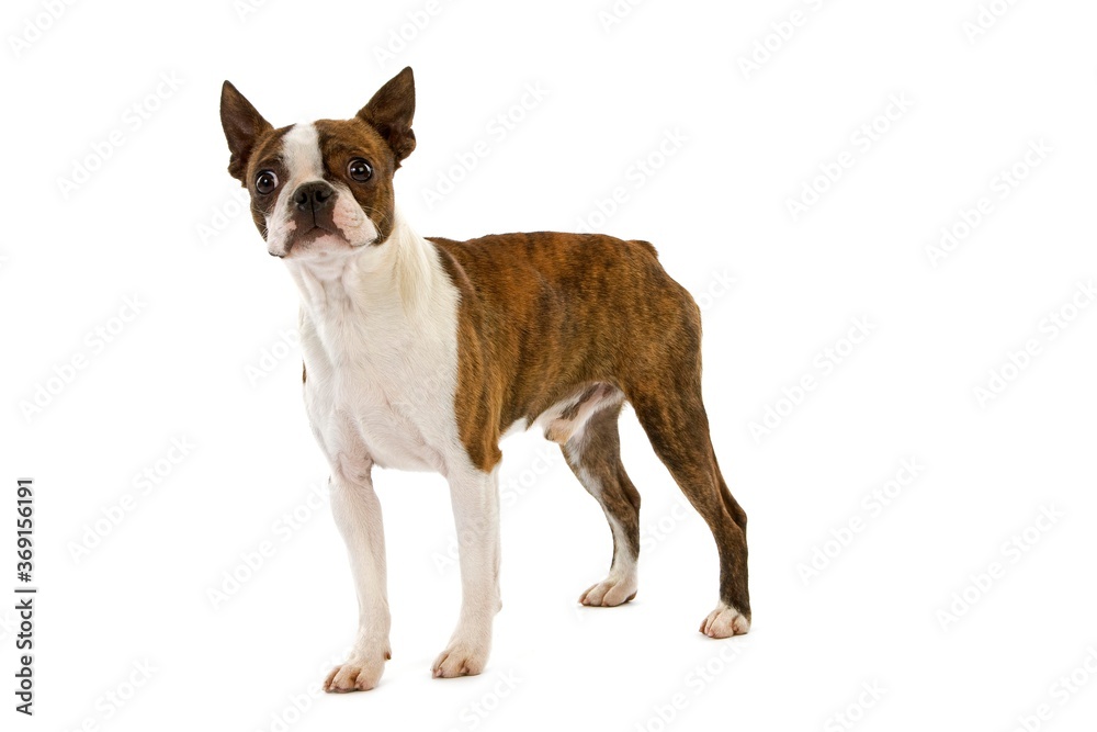 BOSTON TERRIER DOG, MALE AGAINST WHITE BACKGROUND BOSTON TERRIER DOG, MALE AGAINST WHITE BACKGROUND