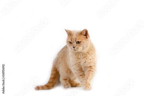 CREAM BRITISH SHORTHAIR CAT  ADULT FEMALE AGAINST WHITE BACKGROUND