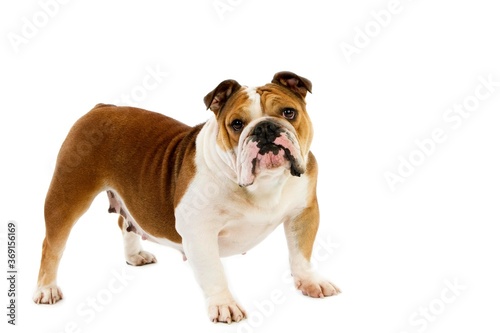 ENGLISH BULLDOG  FEMALE AGAINST WHITE BACKGROUND