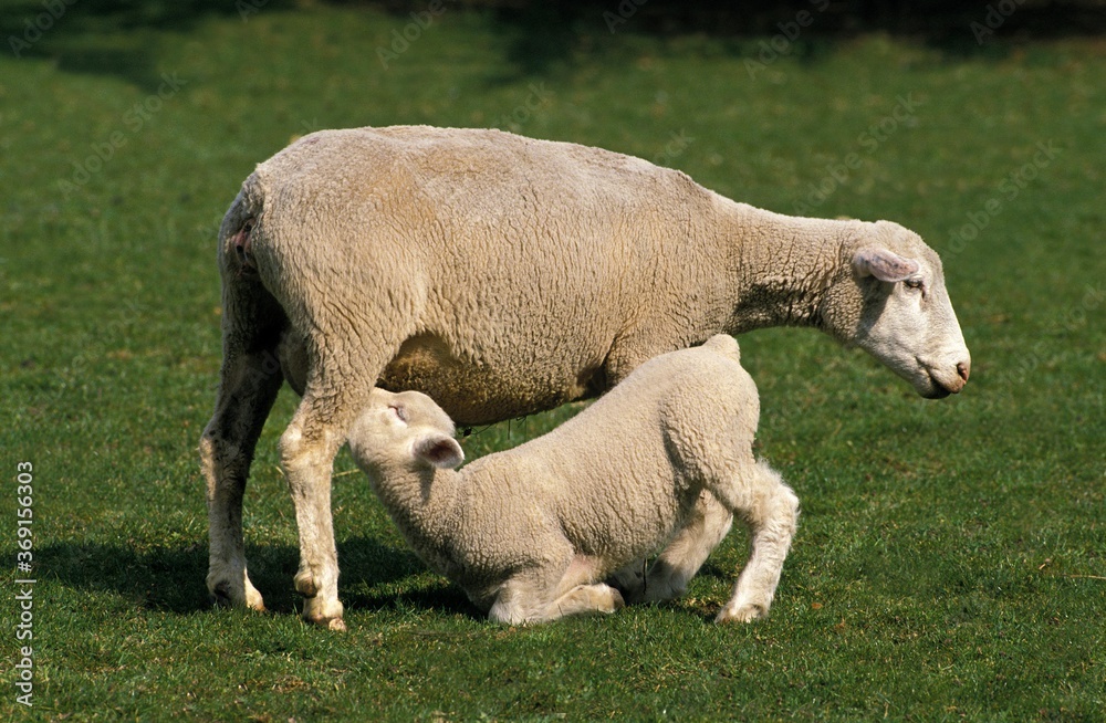 ILE DE FRANCE SHEEP, A FRENCH BREED, EWE WITH SUCKLING LAMB ILE DE FRANCE SHEEP, A FRENCH BREED, EWE WITH SUCKLING LAMB