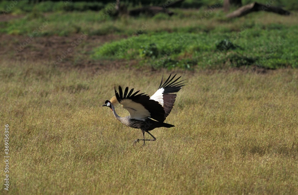 Fototapeta premium GREY-CROWNED CRANE balearica regulorum, ADULT TAKING OFF, NAKURU PARK, KENYA